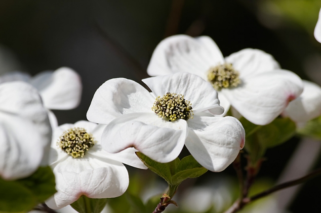 Jardin des Impressionnistes-041